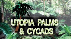 utopia palms and cycads logo