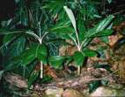 Pinanga.sp.dwarf.entire.leaf.jpeg.jpg